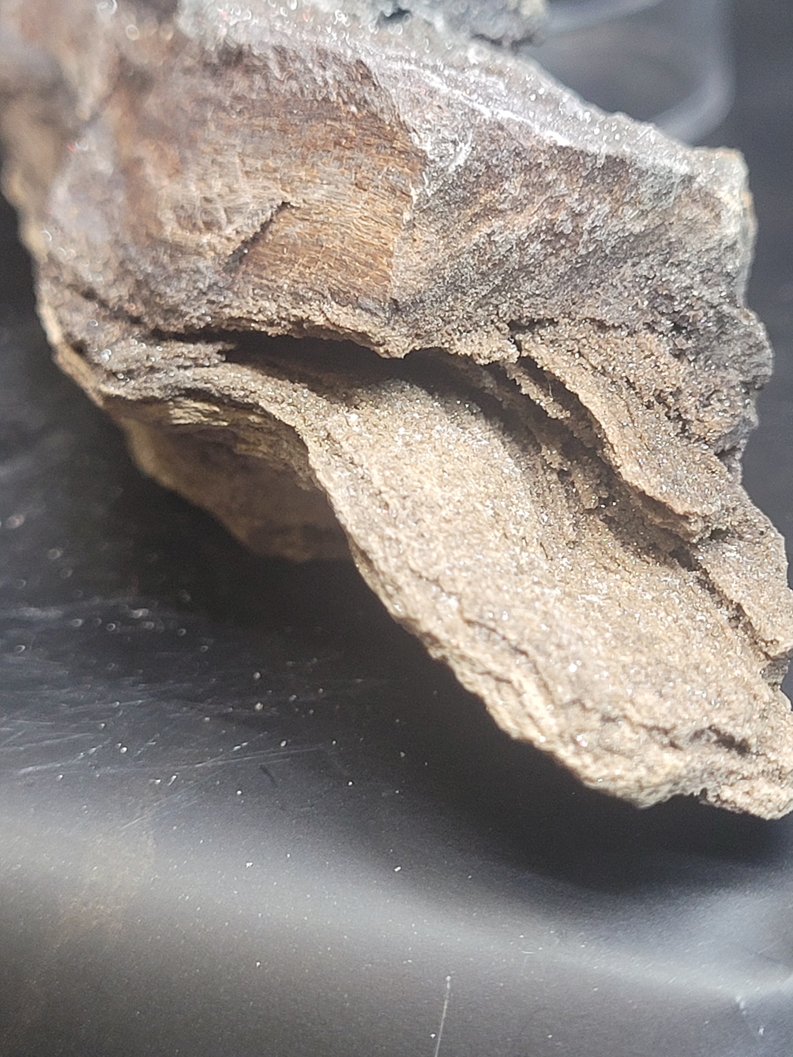 Druzy Petrified Wood Specimen