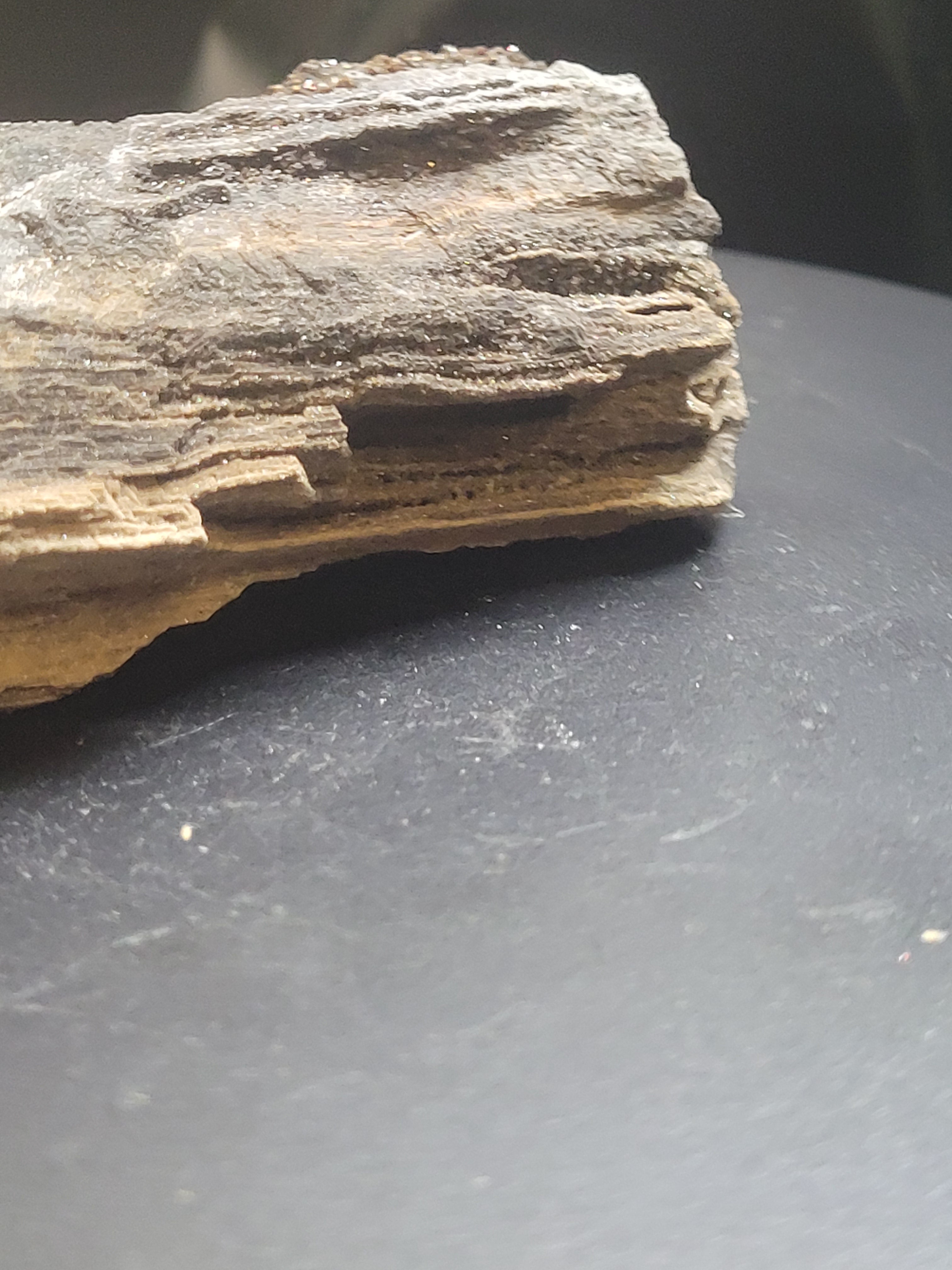 Druzy Petrified Wood Specimen