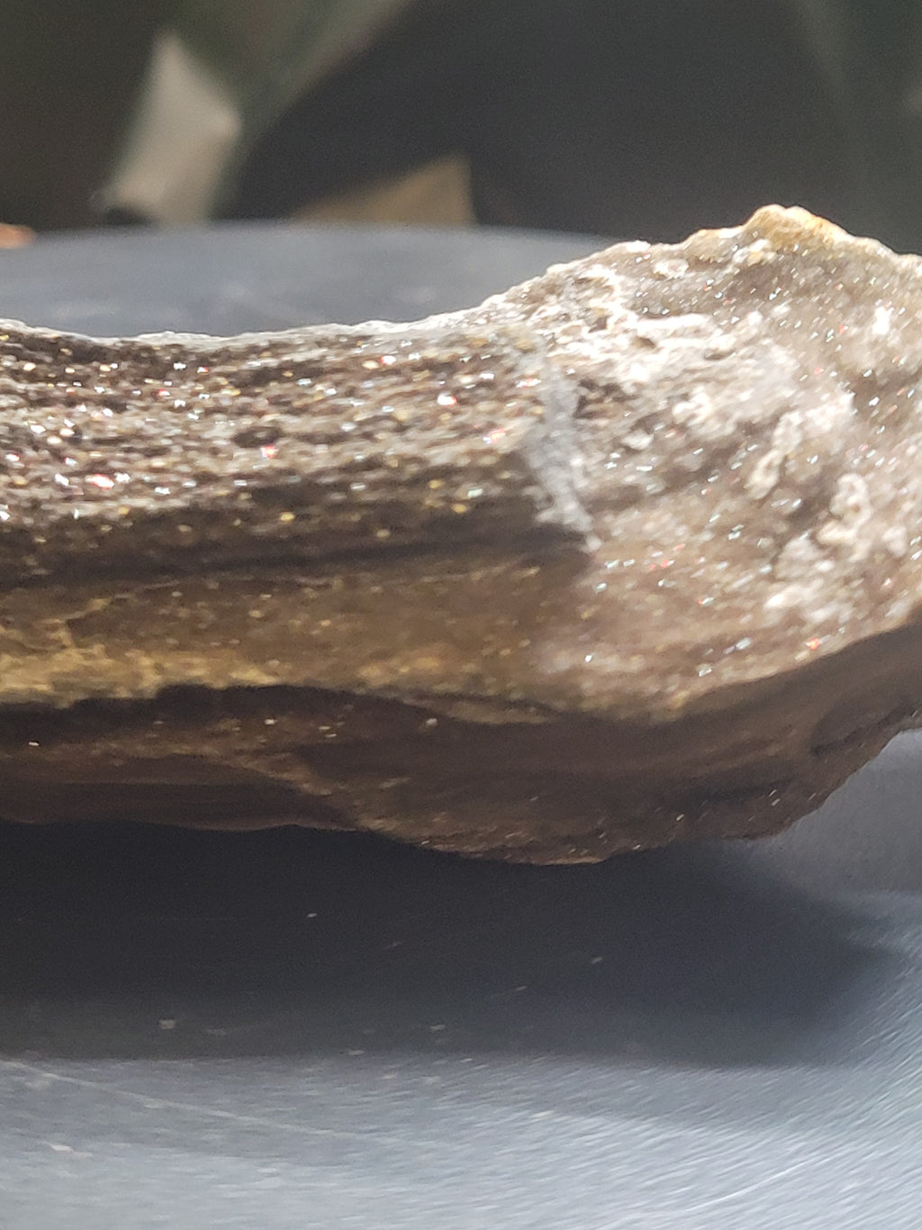 Druzy Petrified Wood Specimen