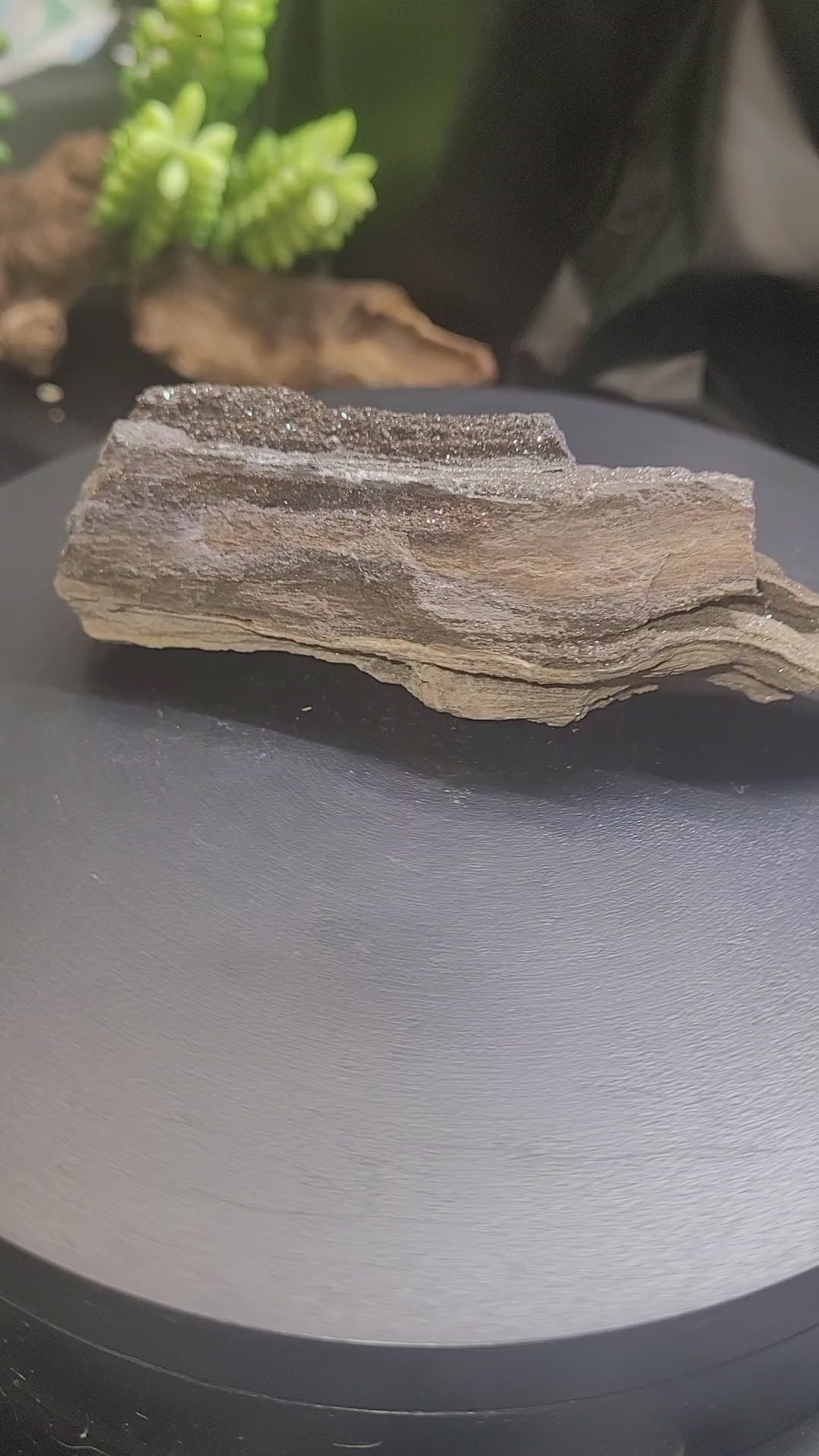 Druzy Petrified Wood Specimen