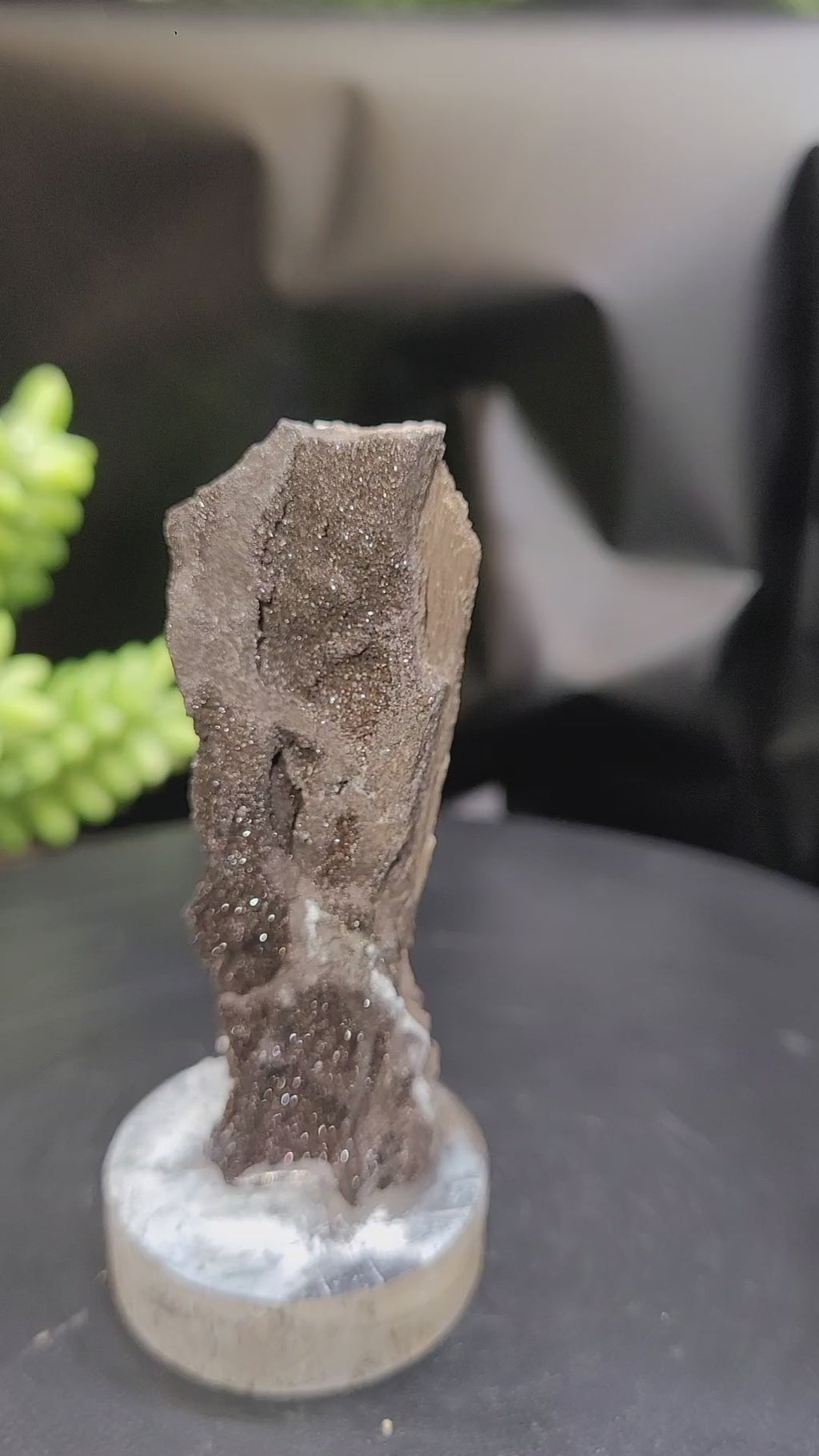 Petrified Wood Druzy Specimen on Stand