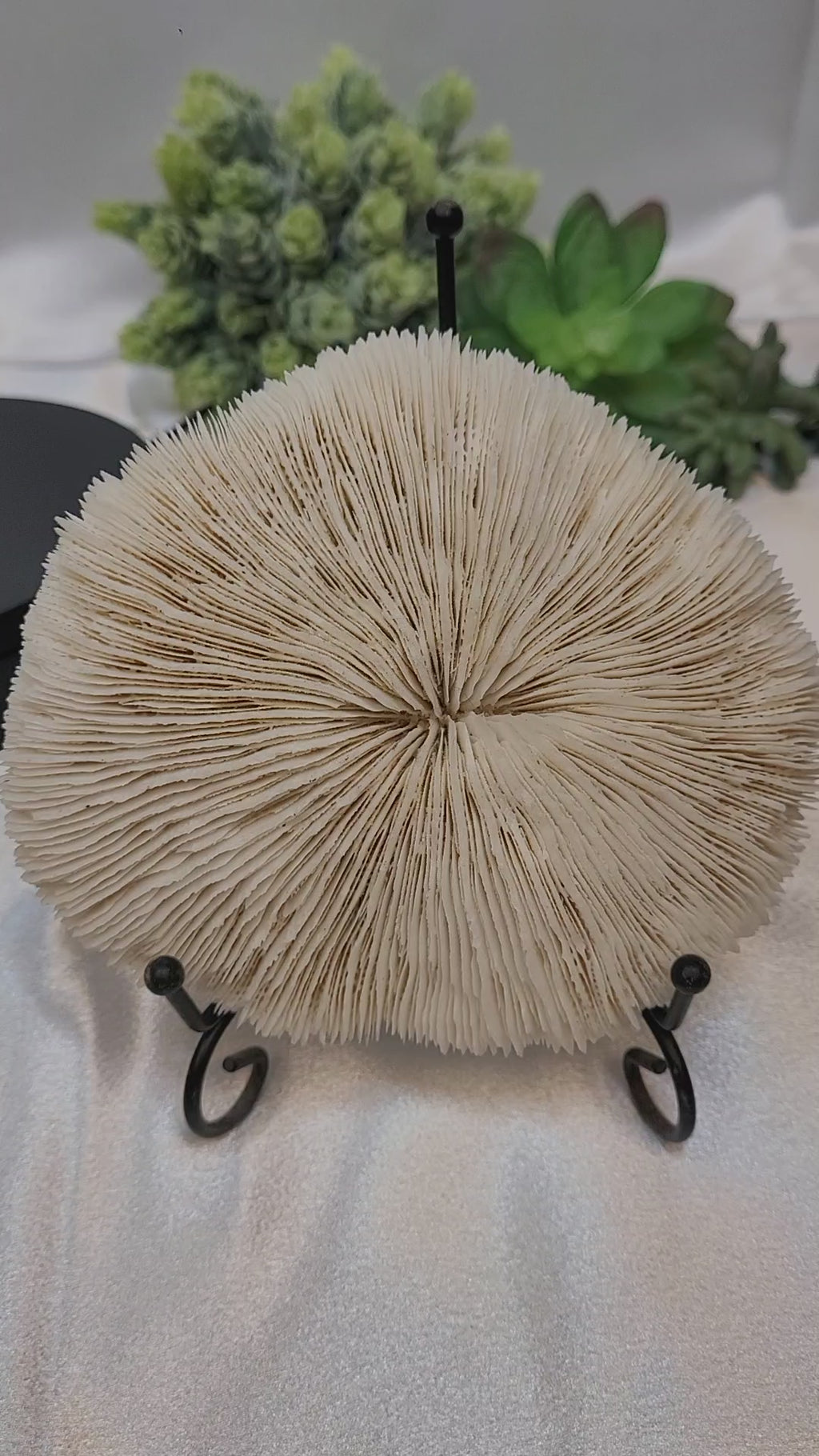 Mushroom Coral with display stand