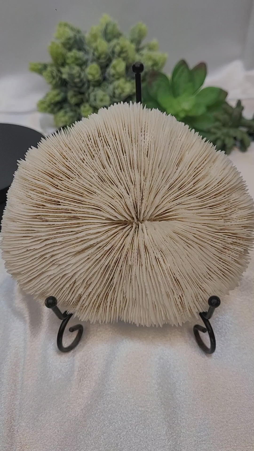Mushroom Coral with display stand