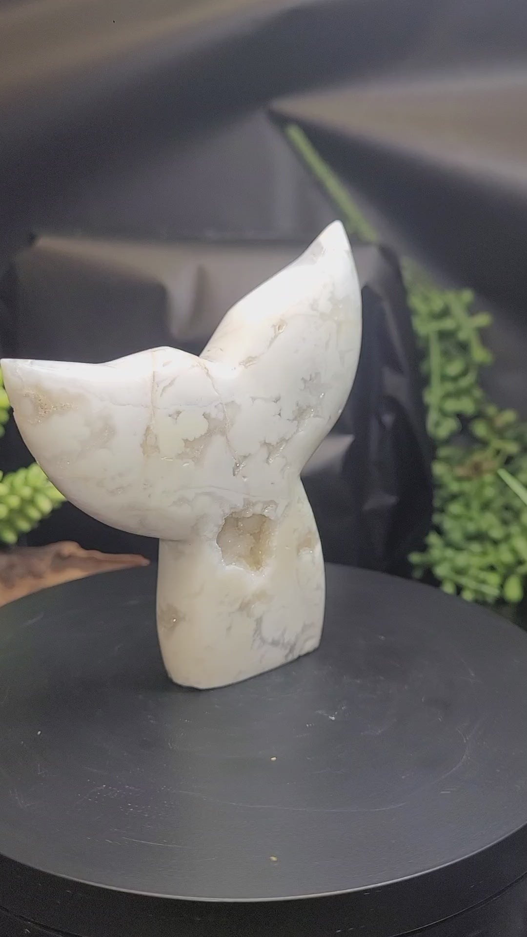 White Plume Agate Whale Tail • Druzy Pocket
