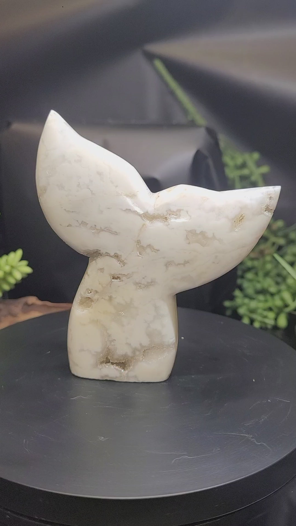 White Plume Agate Whale Tail • Druzy Pocket