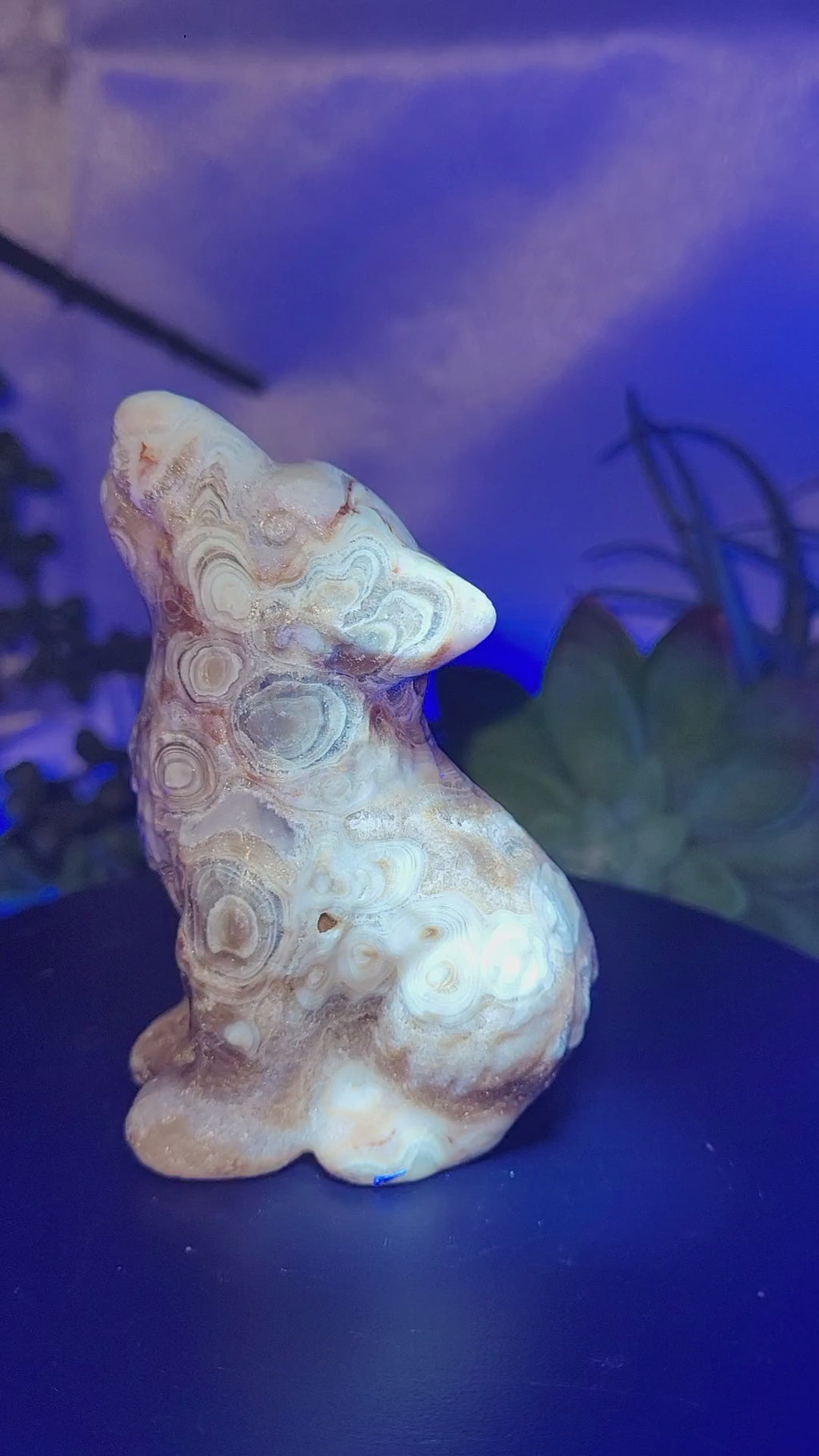 Amber Orbicular Calcite Wolf | UV Reactive