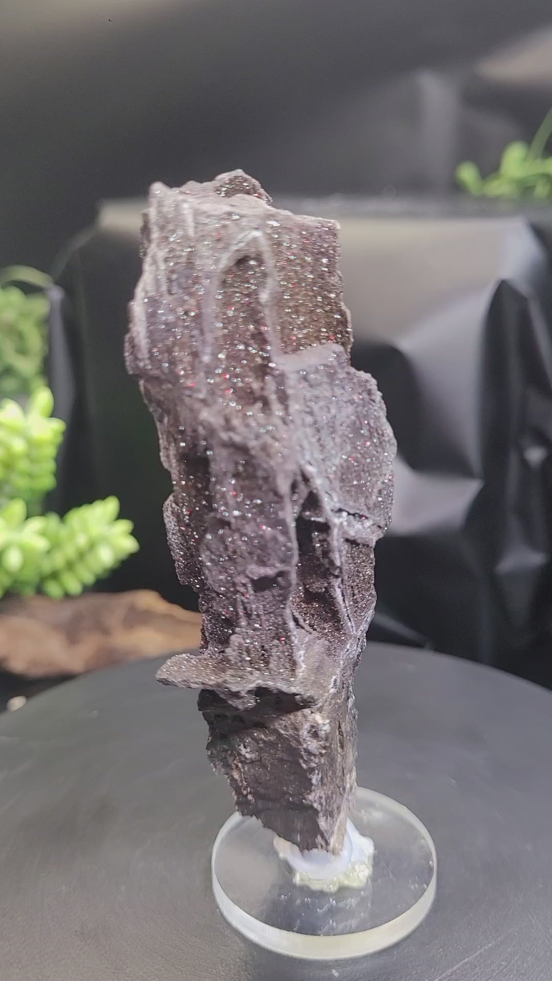 Petrified Wood Specimen • Natural Druzy Quartz