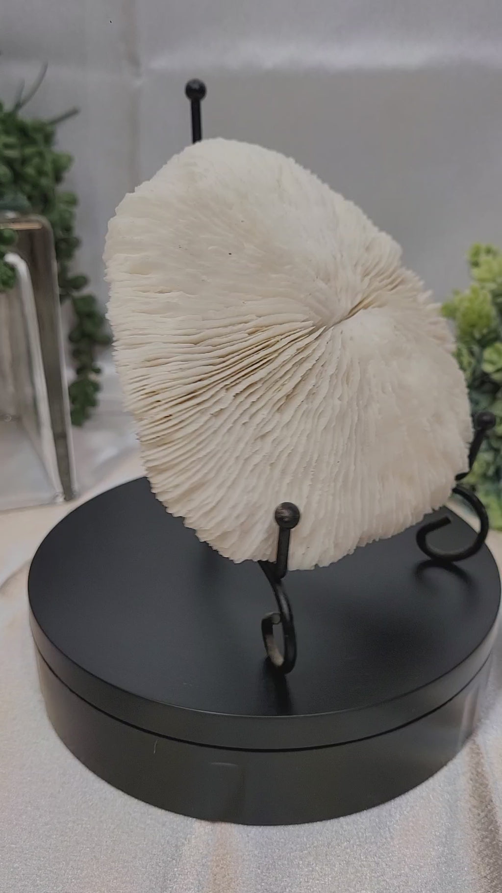 Mushroom Coral with display stand